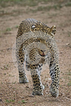 Leopard hunting in South Luangwa National Park, Zambia