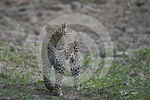 Leopard hunting in South Luangwa National Park, Zambia