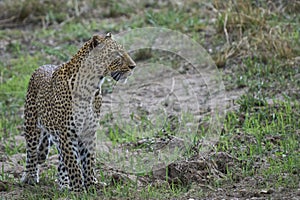 Leopard hunting in South Luangwa National Park, Zambia