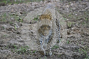 Leopard hunting in South Luangwa National Park, Zambia