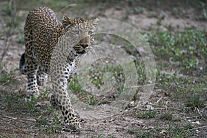 Leopard hunting in South Luangwa National Park, Zambia