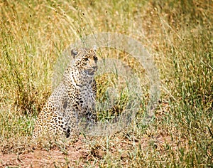 Leopard is hunting in the wild