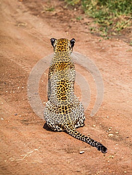 Leopard is hunting in the wild