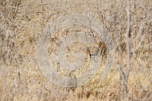 Leopard hunts a springbok