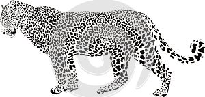 Leopard illustration