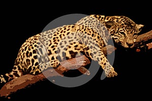 Leopard illustration