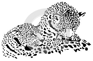 Leopard illustration