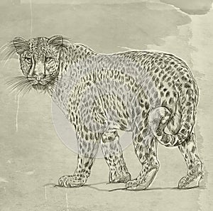 Leopard  illustration, hand drawn sketch of a cheetah