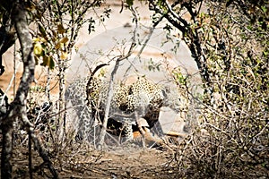 Leopard with an impala
