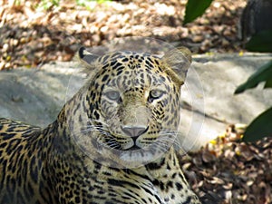 Leopard, in India.