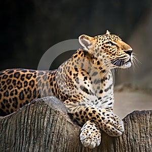 Leopard