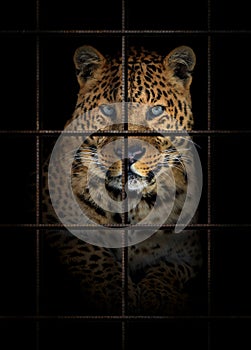 Leopard in iron cage. Animal rights concept