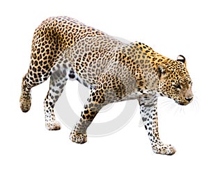 Leopard isolated