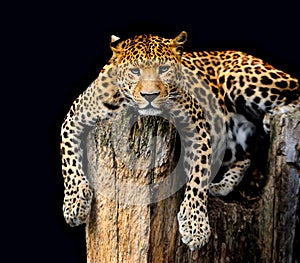 Leopard Isolated on black background