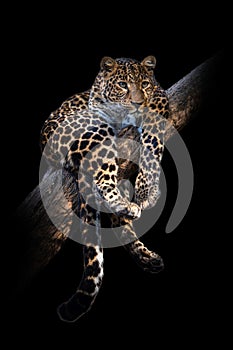 Leopard isolated on black background