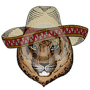 Leopard, jaguar face. Sombrero mexican hat. Portrait of wild animal.