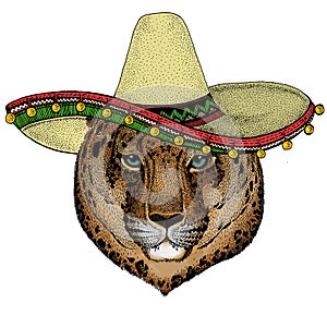Leopard, jaguar face. Sombrero mexican hat. Portrait of wild animal.