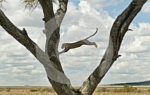 Leopard jumping from a tree, Serengeti