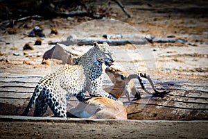 Leopard just after a kill