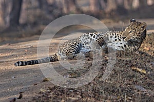 Leopard at Kabini Nagarhole National Park Karnataka India