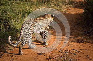 Leopard in Kenya walking away