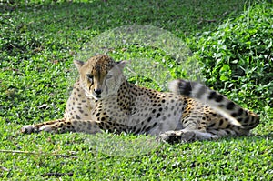 Leopard kept for educational purpose in Uganda photo