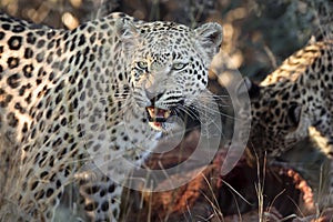 A leopard on a kill