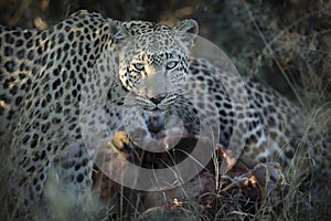 A leopard on a kill