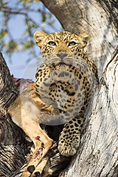 Leopard with kill photo