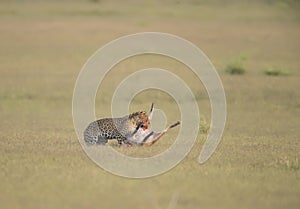 Leopard Killing Hogg deer at Dhikala Grassland