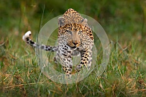 Leopard kitten baby, hidden nice orange grass. Leopard cub with mother walk. Big wild cat in the nature habitat, sunny day on the