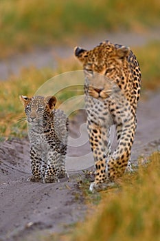 Leopard kitten baby, hidden nice orange grass. Leopard cub with mother walk. Big wild cat in the nature habitat, sunny day on the