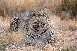 Leopard kruger nationa park