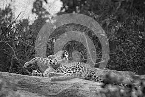 Leopard in Kruger National park, South Africa