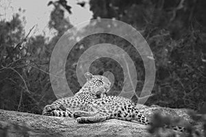 Leopard in Kruger National park, South Africa