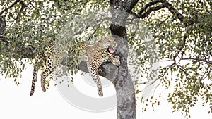 Leopard in Kruger National park, South Africa