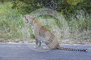 Leopard in Kruger National park, South Africa