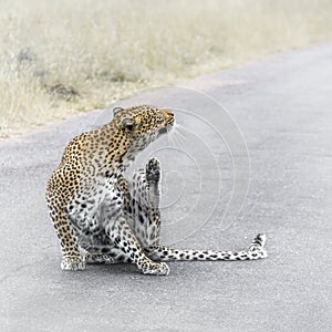 Leopard in Kruger National park, South Africa