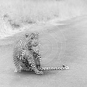 Leopard in Kruger National park, South Africa