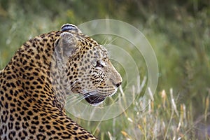 Leopard in Kruger National park, South Africa