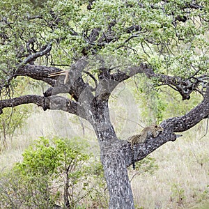 Leopard in Kruger National park, South Africa