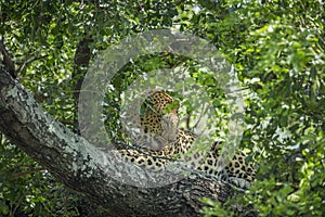 Leopard in Kruger National park, South Africa