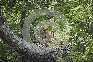 Leopard in Kruger National park, South Africa