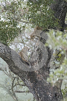 Leopard in Kruger National park, South Africa