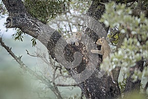 Leopard in Kruger National park, South Africa