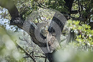 Leopard in Kruger National park, South Africa