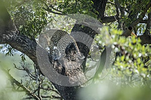 Leopard in Kruger National park, South Africa