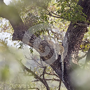 Leopard in Kruger National park, South Africa