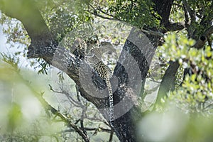 Leopard in Kruger National park, South Africa