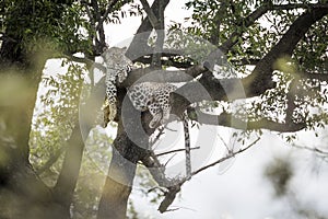 Leopard in Kruger National park, South Africa